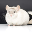 pink white chinchilla pictures photos photographs images